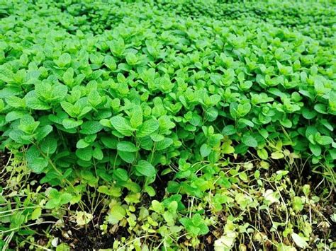 When To Plant Mint Planting Guide 2023 Northern Nester