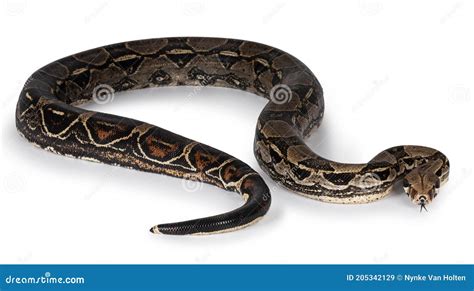 Serpiente Boa Constrictor Adulto Sobre Blanco Imagen De Archivo