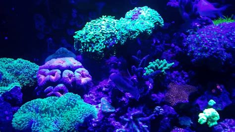 120 Gallon Mixed Marine Coral Reef Aquarium Fish Tank