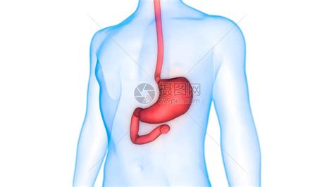 人体消化系统胃解剖学3d高清图片下载 正版图片507483811 摄图网