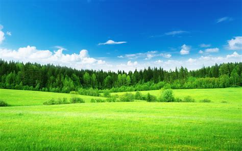 Nature Landscape Trees Grass Green Clouds Blue Sky Wallpaper