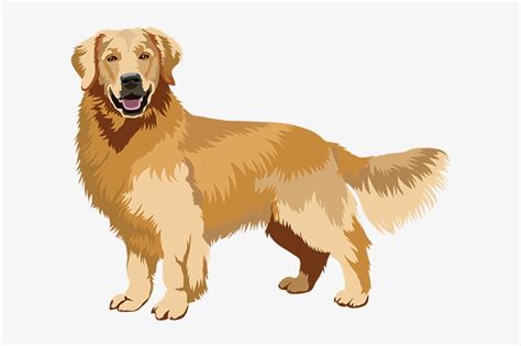 Realistic Dog Art Has Stickers Golden Retriever Art Png