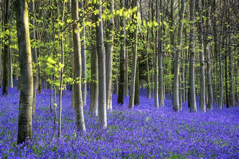 Colorful Vibrant Bluebell Landscape In Spring Beech Tree Forest