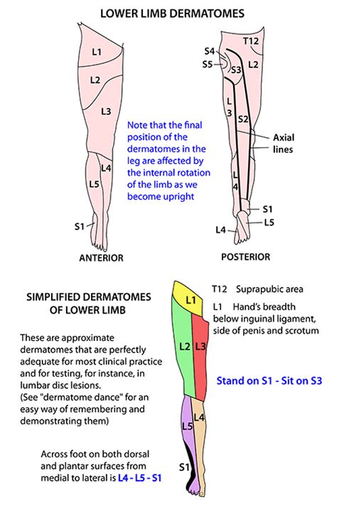 Lower Limb Nerves Dermatomes Lower Limb Nerve Anatomy Human Anatomy And Physiology