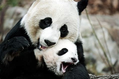 Panda Mom And Baby Animals Pinterest