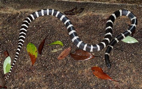 Many Banded Krait Bungarus Multicinctus Multicinctus Snake Venom