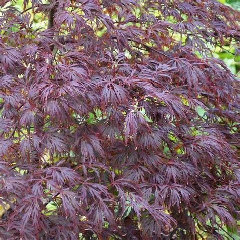 Acer Palmatum Dissectum Atropurpureum Purple Lacy Japanese Maples