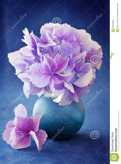 Beautiful Hydrangea Flowers Stock Photo Image Of Color Decorative