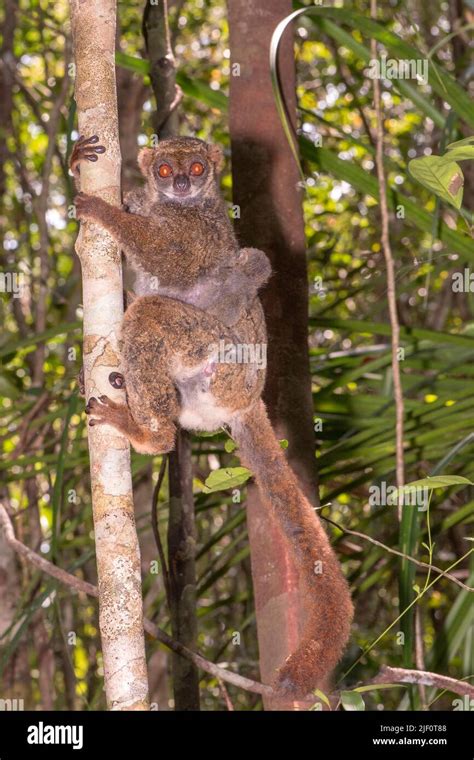 Eastern Woolly Lemur Avahi Laniger Carrying Juvenile In The Forest Of
