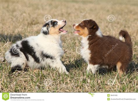 Puppies Of Australian Shepherd Dog Playing Stock Photo