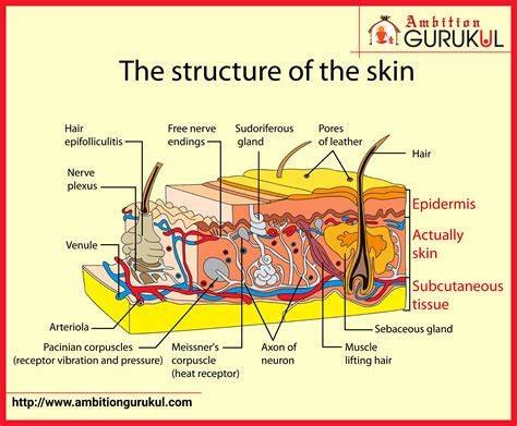 The Anatomy Of Skin Layers Tissues
