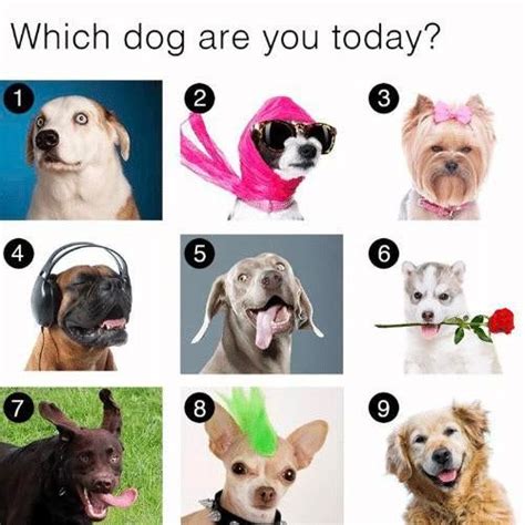Which Dog Are You Today Dogmemes Which Dog Are You Interactive