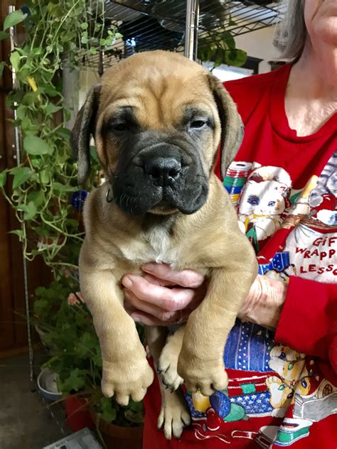 Concentrates rescue efforts on mastiffs and other giant breed dogs and mixes. 45+ Brindle Bullmastiff Puppies For Sale Near Me - l2sanpiero