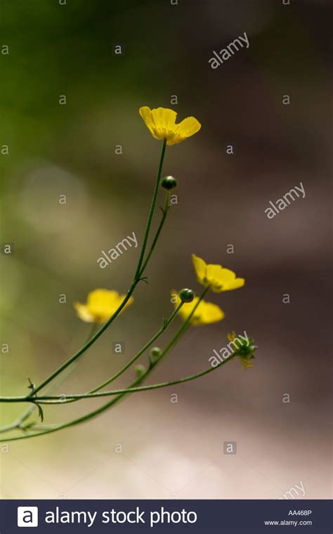 Buttercup Ranunculus Spec Stock Photo Alamy