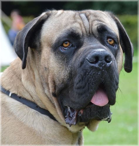 Bullmastiff 03 Free Stock Photo Public Domain Pictures