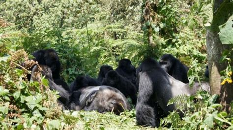 Rare Footage Reveals Gorillas Grieving Behavior Around Their Dead