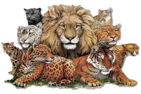 Felines Leopard Cheetah Lion Tiger Cat Posters Animal Posters Posters