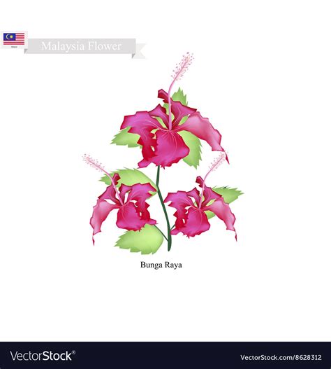 National Flower Of Malaysia Bunga Raya Royalty Free Vector