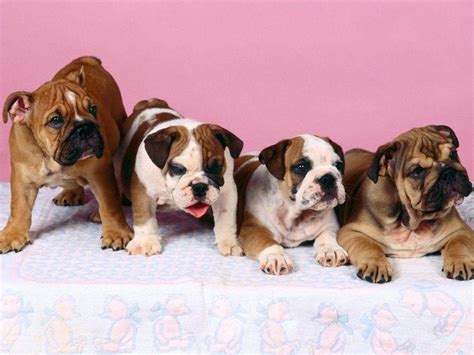 English Bulldog Wallpapers Wallpaper Cave