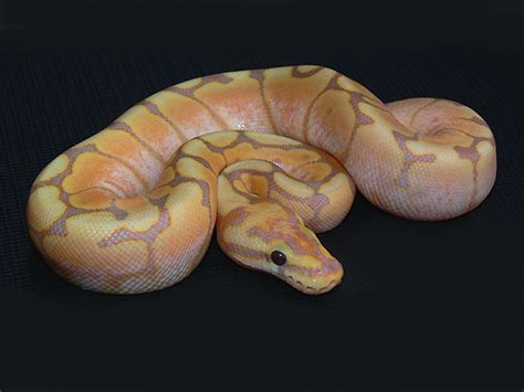 Coral Glow Spider Morph List World Of Ball Pythons