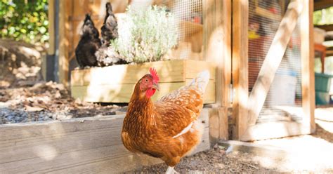 Cdc Warns Of Salmonella Outbreaks Linked To Backyard Poultry Cbs Minnesota