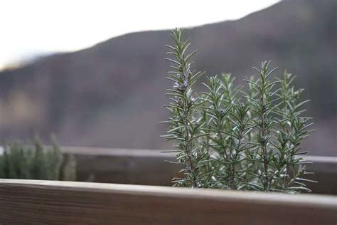 How To Grow Rosemary Indoors From Seed Gardensofmine