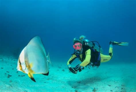 Get To Know The Batfish Mares Scuba Diving Blog