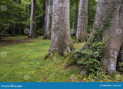 Close Up Large Trees On The Edge Of The Forest Stock Photo Image Of