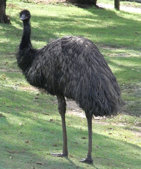 from early 17th c. 1656, john tradescant the elder. The Great Emu War | History as You were Never Taught