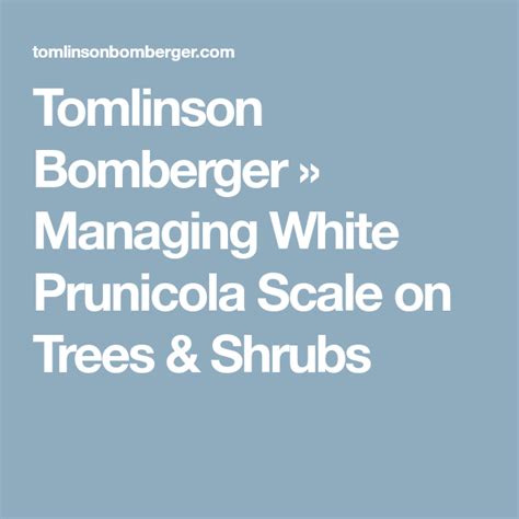 Tomlinson Bomberger Managing White Prunicola Scale On Trees And Shrubs