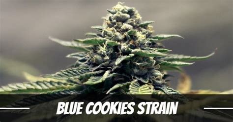Blue Cookies Information And Review