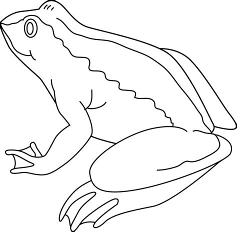 Free Black And White Frog Pictures Download Free Black And White Frog