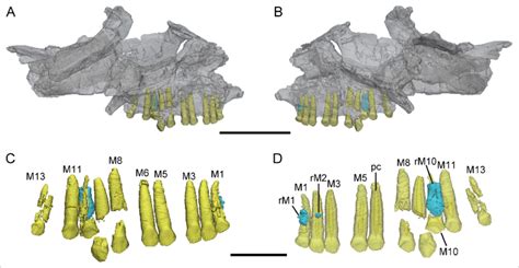 3d Reconstructions Of Maxillary Teeth In Yinlong Downsi Ivpp V18638