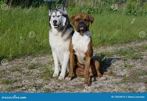 Dog Breed Boxer Dog Breed Alaskan Malamute Stock Image Image Of