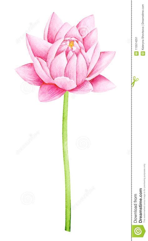 Beautiful Pink Lotus Flower Watercolor Illustration Pure