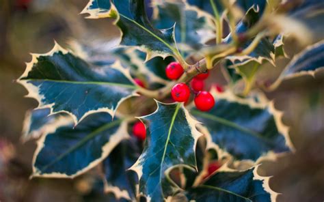 Holly Leaves Christmas 2013 Wallpaper High Definition High Quality
