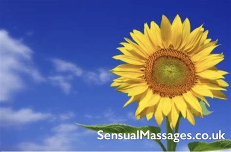 Sunflower Tantric Massage In Cheltenham Cheltenham
