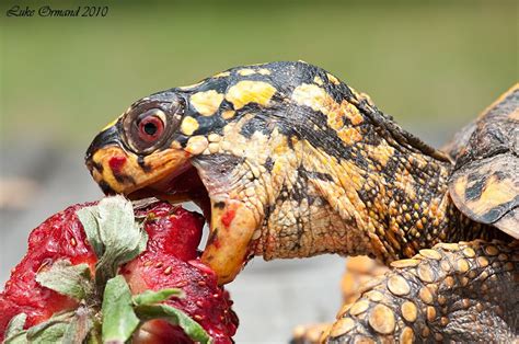 Eastern Box Turtle Eating
