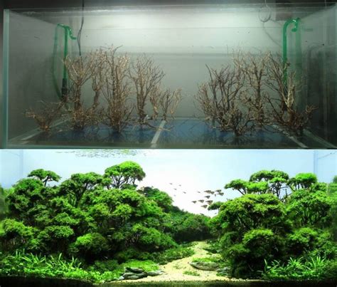 Rule of thirds and focal points, golden ratio and contrast. Before and After Freshwater Aquascape | Aquarium landscape ...