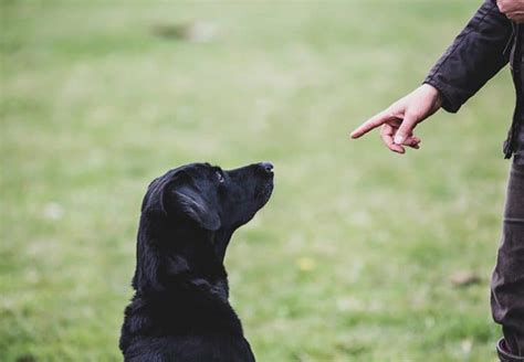 Requisitos Para Ser Adiestrador Canino Campus Training