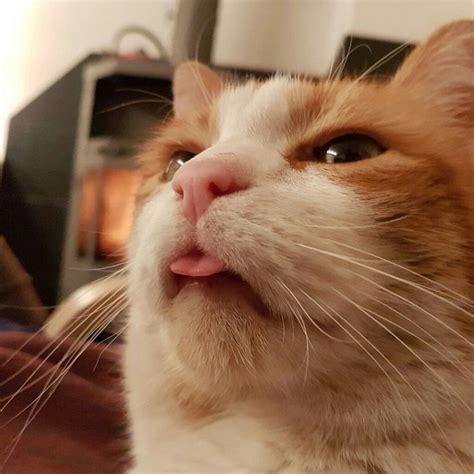 Smirre The Blep Cat Blep