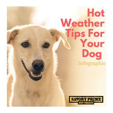 Hot Weather Tips For Your Dog Savory Prime Pet Treats Hot Weather