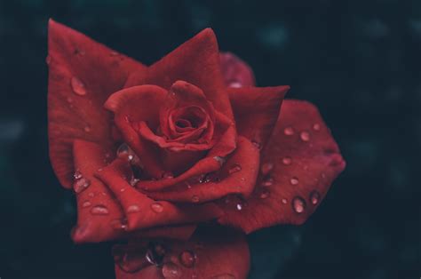 Rose Flowers Rain Water Drops Rainstorm Storm Red Dark Emotion