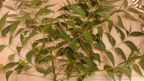 Neem leaves, botanically classified as azadirachta indica, grow on a tree that belongs to the meliaceae, or mahogany family. Medicinal Plants: Azadirachta indica Neem Vepa Nimba Vembu