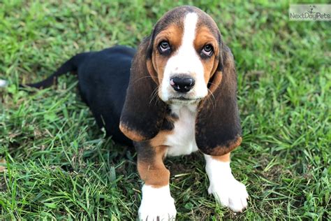 Check spelling or type a new query. Lilly: Basset Hound puppy for sale near Springfield ...