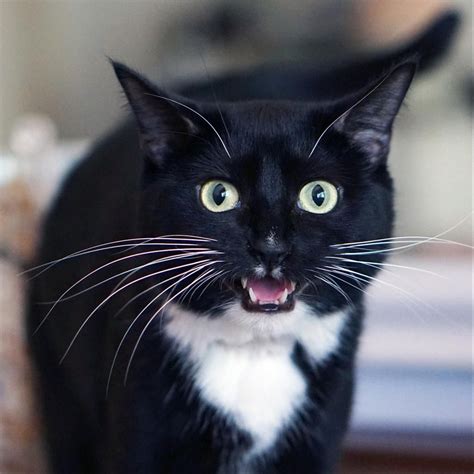 Fluffy Tuxedo Cat 61 Awesome Tips About Design From Unlikely Sources