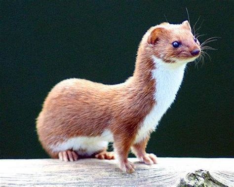 11 Of The Smallest Mammals In The World Least Weasel