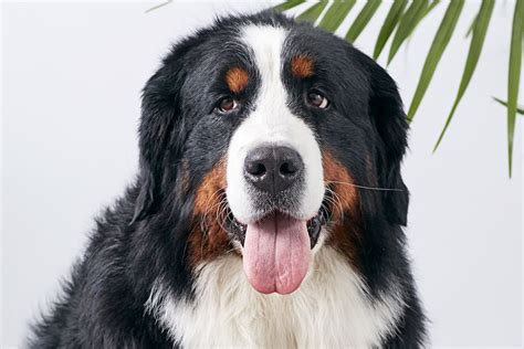 Bernese Mountain Dog Full Profile History And Care