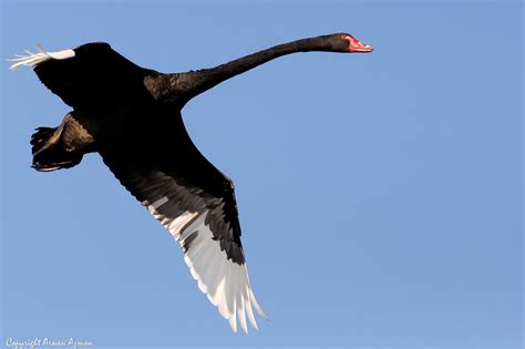 Black Swan Flying Black Swan Flying Arnon Az Flickr