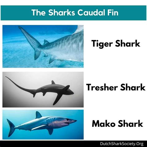 How Many Fins Do Sharks Have